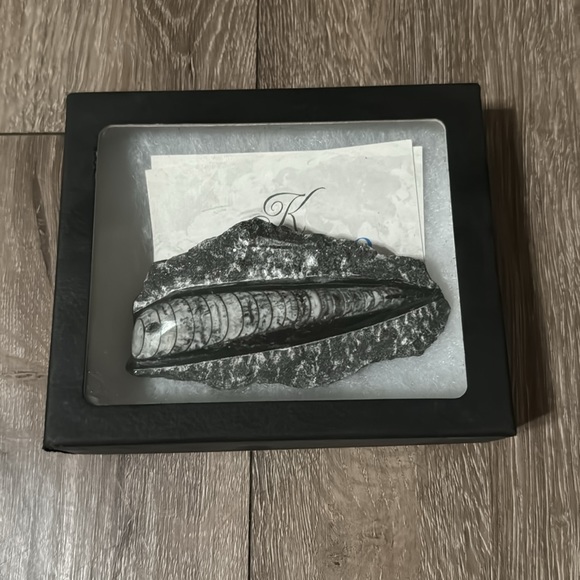 Kalifano - Natural Orthoceras Fossil From Morocco - Picture 4 of 4